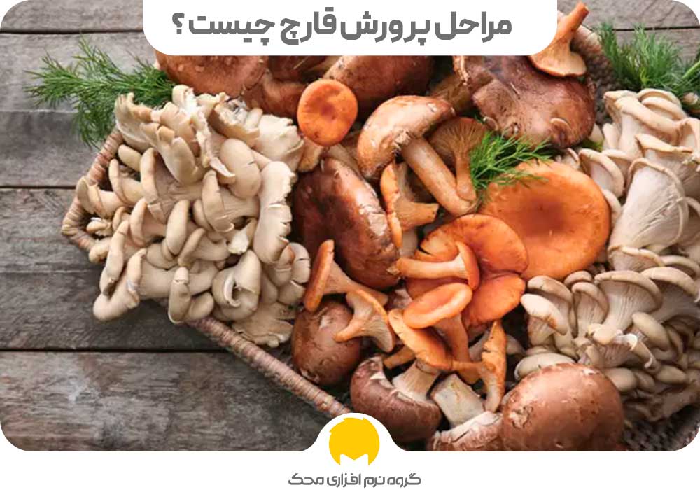 مراحل پرورش قارچ