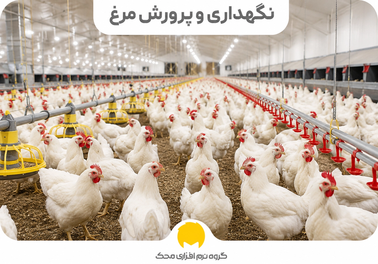 نگهداری و پرورش مرغ